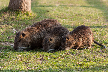 coypu