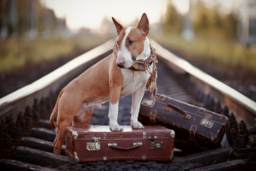 English bull terrier on rails with suitcases.