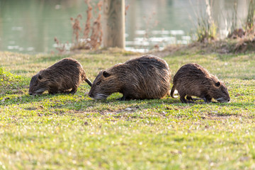 coypu