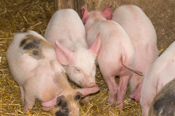 small pigs in farm