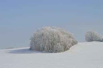 Schnee Insel, Winter, Wald