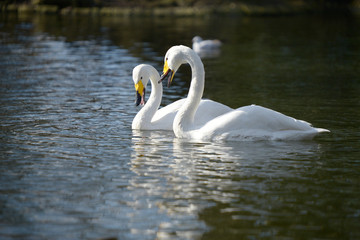 Fototapeta premium Whooper Swan, Cygnus Cygnus