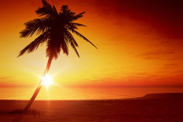 Poster de jardin Mer / coucher de soleil palmier au coucher du soleil