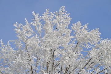 vereiste &Auml;ste, Zweige mit Schnee, Eis