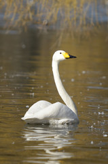 Obraz premium Whooper Swan, Cygnus Cygnus
