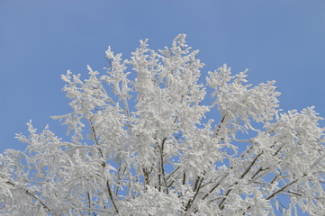 Baum, Zweige, Eis, Schnee