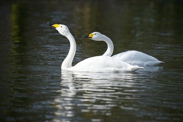 Whooper Swan, Cygnus Cygnus