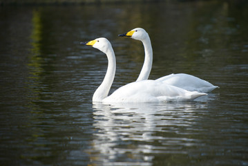 Whooper Swan, Cygnus Cygnus