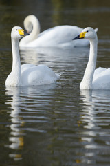 Whooper Swan, Cygnus Cygnus