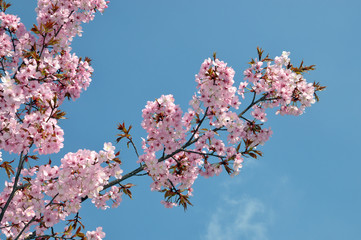 Blüten der Zierkirsche