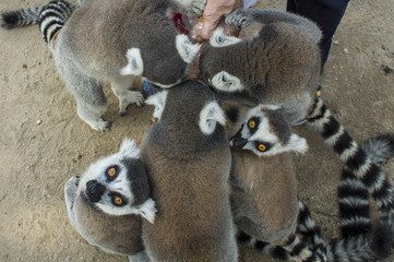 lemur white black, brown madagaskar concept