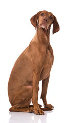 Magyar Vizsla