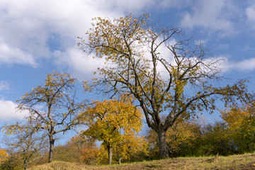 Fototapeta na wymiar Alte Kirschbäume im Herbst