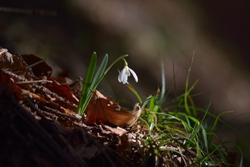 Single Snowdrop in the wood