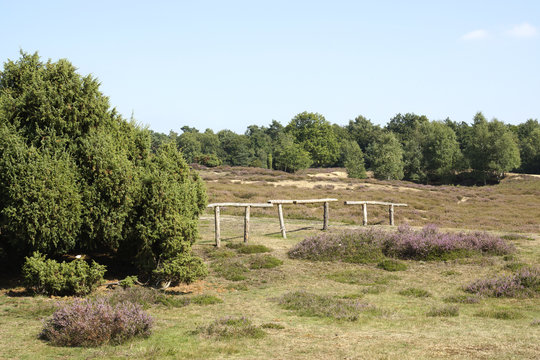 Heidelandschaft, Westruper Heide, Haltern am See, Deutschland