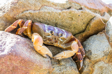 Hairy leg mountain crab, Tachai island, Thailand
