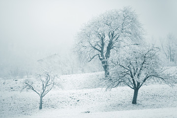 Fototapeta na wymiar Snowy winter landscape with snow-clad trees