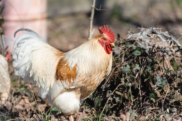 White rooster