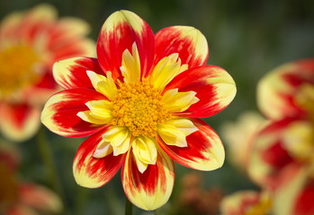 Yellow Red Dahlia Flower © 200509313