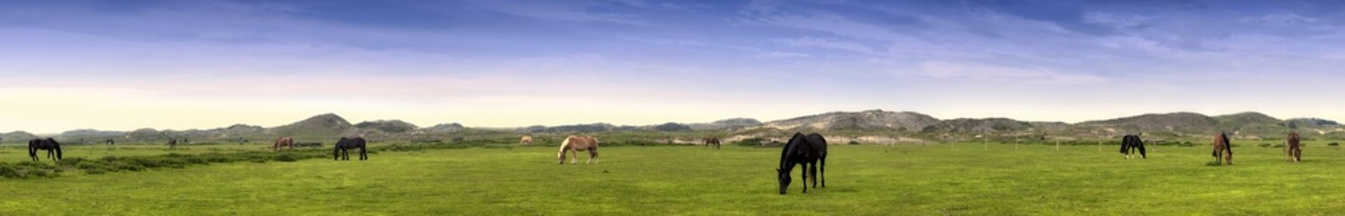 Norderney Panorama mit Pferden © Blickfang