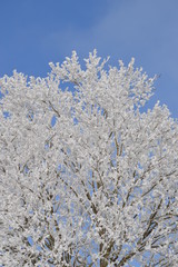 auf dem Baum, vereister Baum, Schnee, Winter