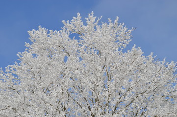 Baum, Eis, Winter, Schnee