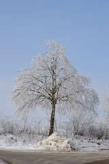 Schnee Baum, Winter