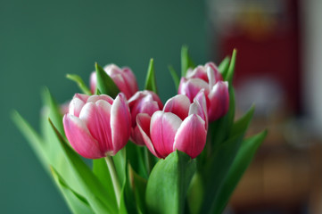 tulpen