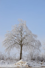 vereister Baum, Schnee