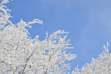 sch&ouml;ner Baum im Winter
