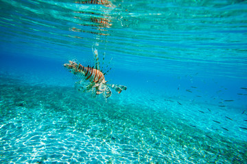 Lion fish