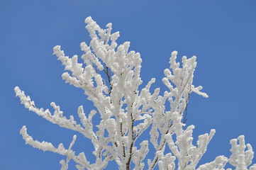 vereiste Baum im Winter