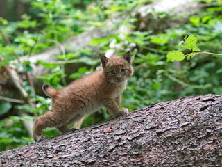 Fototapeta premium Baby ryś na pniu świerka w lesie - młody ryś na pniu drzewa