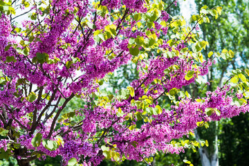flowering trees pink