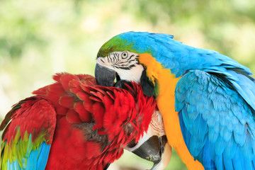 parrots
