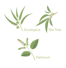 pachouli_tea tree_eucalyptus