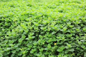 mint plant grow at vegetable garden 