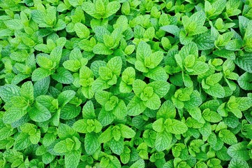 Obraz premium mint plant grow at vegetable garden 