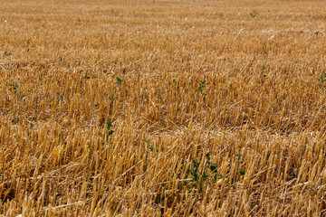 sloping field of wheat
