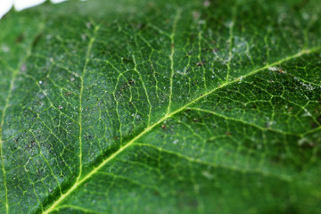 Green leaf close up