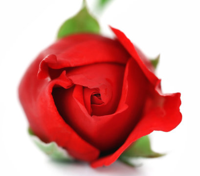 beautiful red rose bud isolated on white