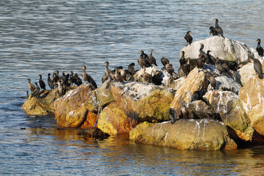 Cormorant in Betty's bay