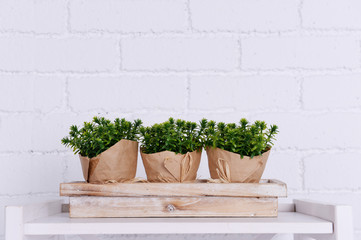 Three pots of flowers