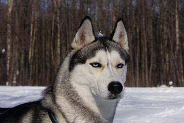Husky dog with snow on her head