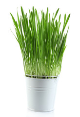 Fresh green grass in small metal bucket, isolated on white
