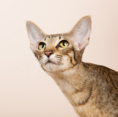 Oriental Shorthair cat