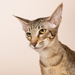 Oriental Shorthair cat