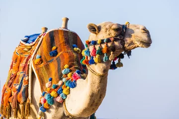 Foto auf Acrylglas Kamel Die Schnauze des afrikanischen Kamels