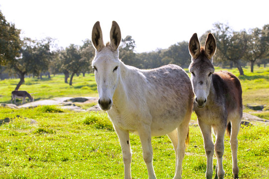 Two donkeys at the countryside