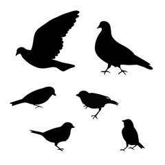 Birds silhouette on white background, vector illustration.